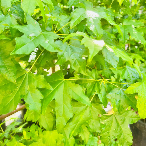 Liquidambar