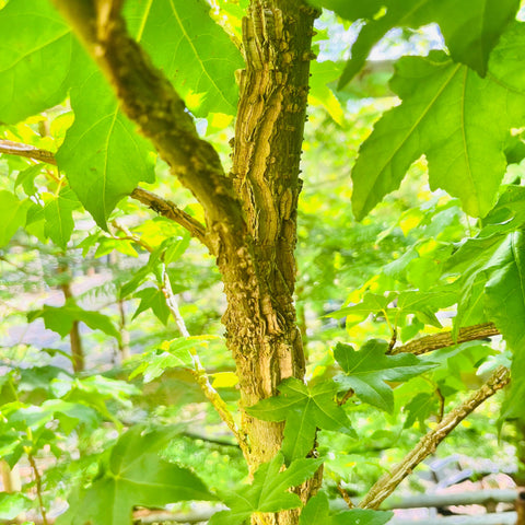 Liquidambar