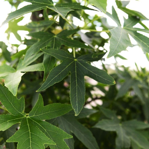 Liquidambar 'Worplesdon'