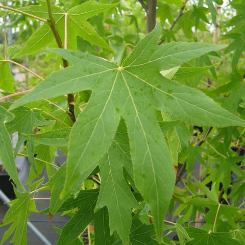 Liquidambar 'Worplesdon'