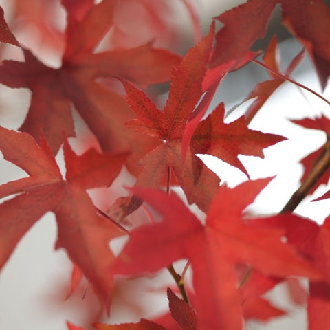 Liquidambar 'Worplesdon'