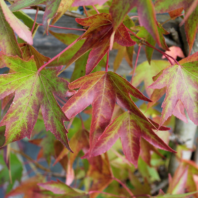 Copalme d'Amérique 'Worplesdon'