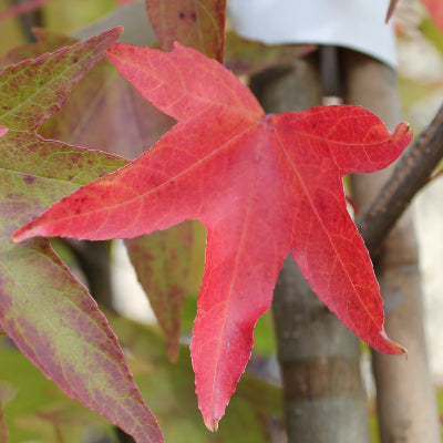 Liquidambar 'Worplesdon'