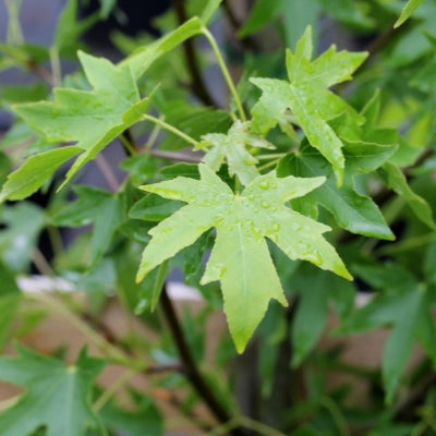 Copalme d'Amérique 'Worplesdon'