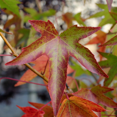 Copalme d'Amérique 'Worplesdon'