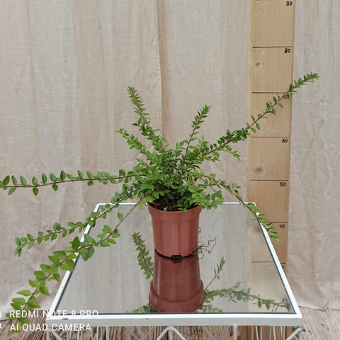 Lonicera rampant