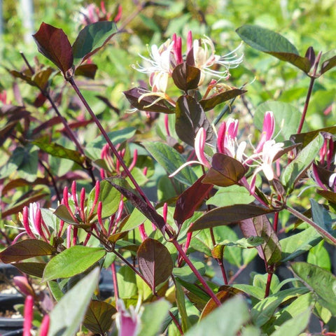 Chèvrefeuille sinensis