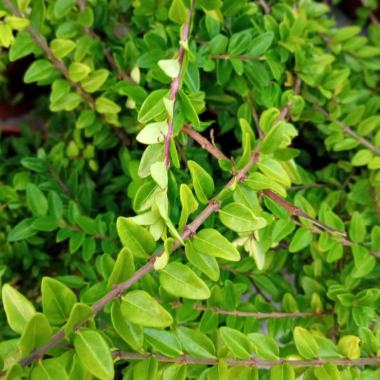 Lonicera rampant