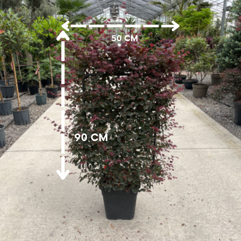 Loropetalum chinense ‘Black Pearl’ - Espalier