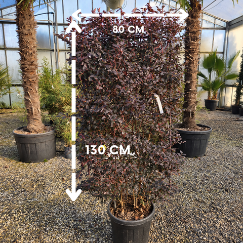 Loropetalum chinense ‘Black Pearl’ - Espalier