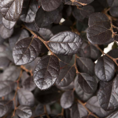 Loropetalum chinense ‘Black Pearl’ - Cône