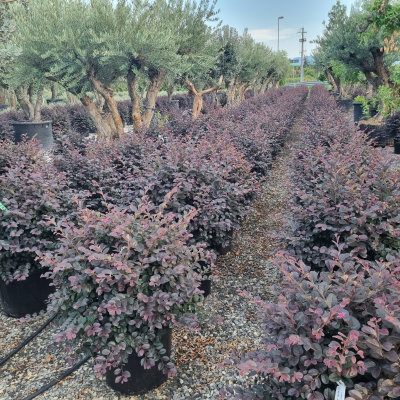 Loropetalum chinense ‘Black Pearl’ - Boule