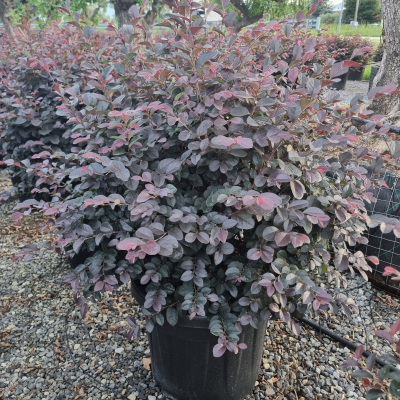 Loropetalum chinense ‘Black Pearl’ - Boule