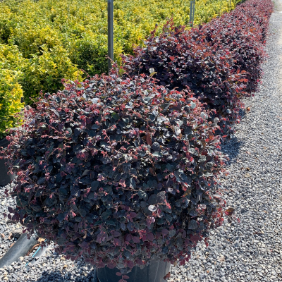 Loropetalum chinense ‘Black Pearl’ - Boule