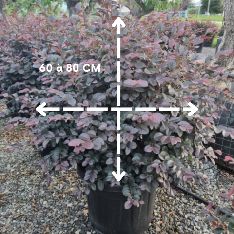 Loropetalum chinense ‘Black Pearl’ - Boule