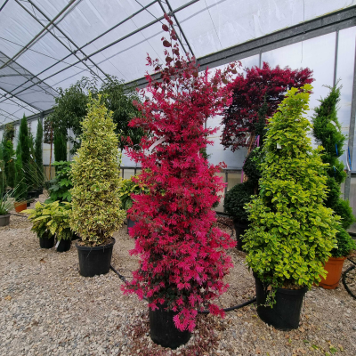 Loropetalum chinense ‘Black Pearl’ - Cône