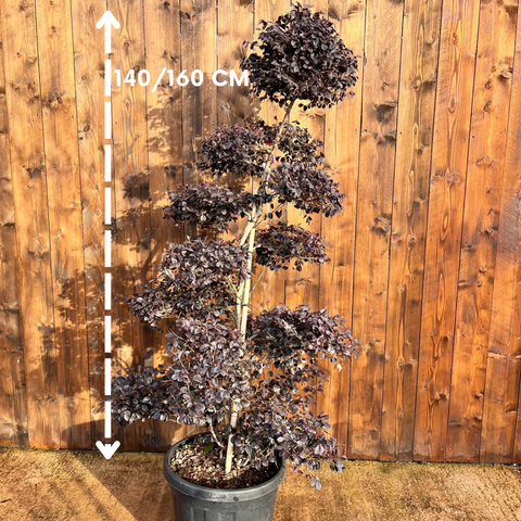 Loropetalum 'Black Pearl' - Bonsaï