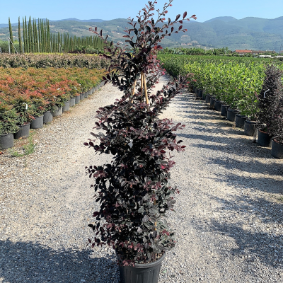 Loropetalum chinense ‘Black Pearl’ - Cône