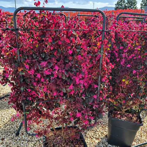 Loropetalum chinense ‘Black Pearl’ - Espalier