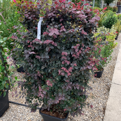 Loropetalum chinense ‘Black Pearl’ - Espalier
