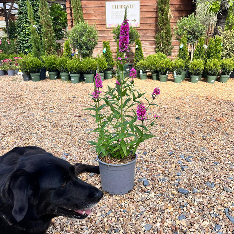 Lythrum 'little Robert' - Salicaire commune