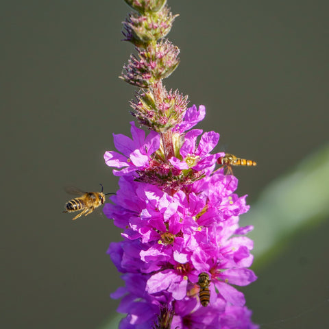 Lythrum 'little Robert' - Salicaire commune