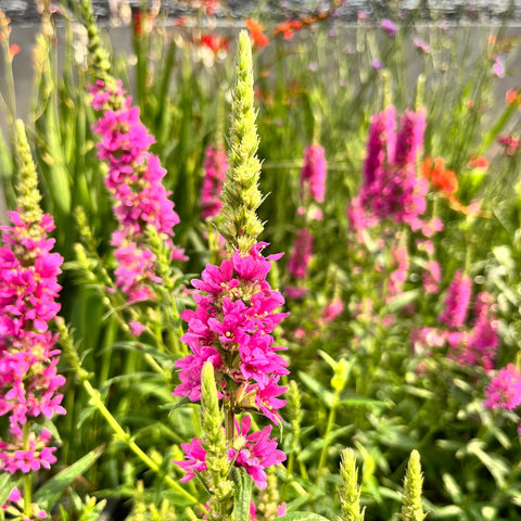 Lythrum 'little Robert' - Salicaire commune