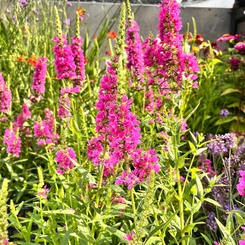 Lythrum 'little Robert' - Salicaire commune