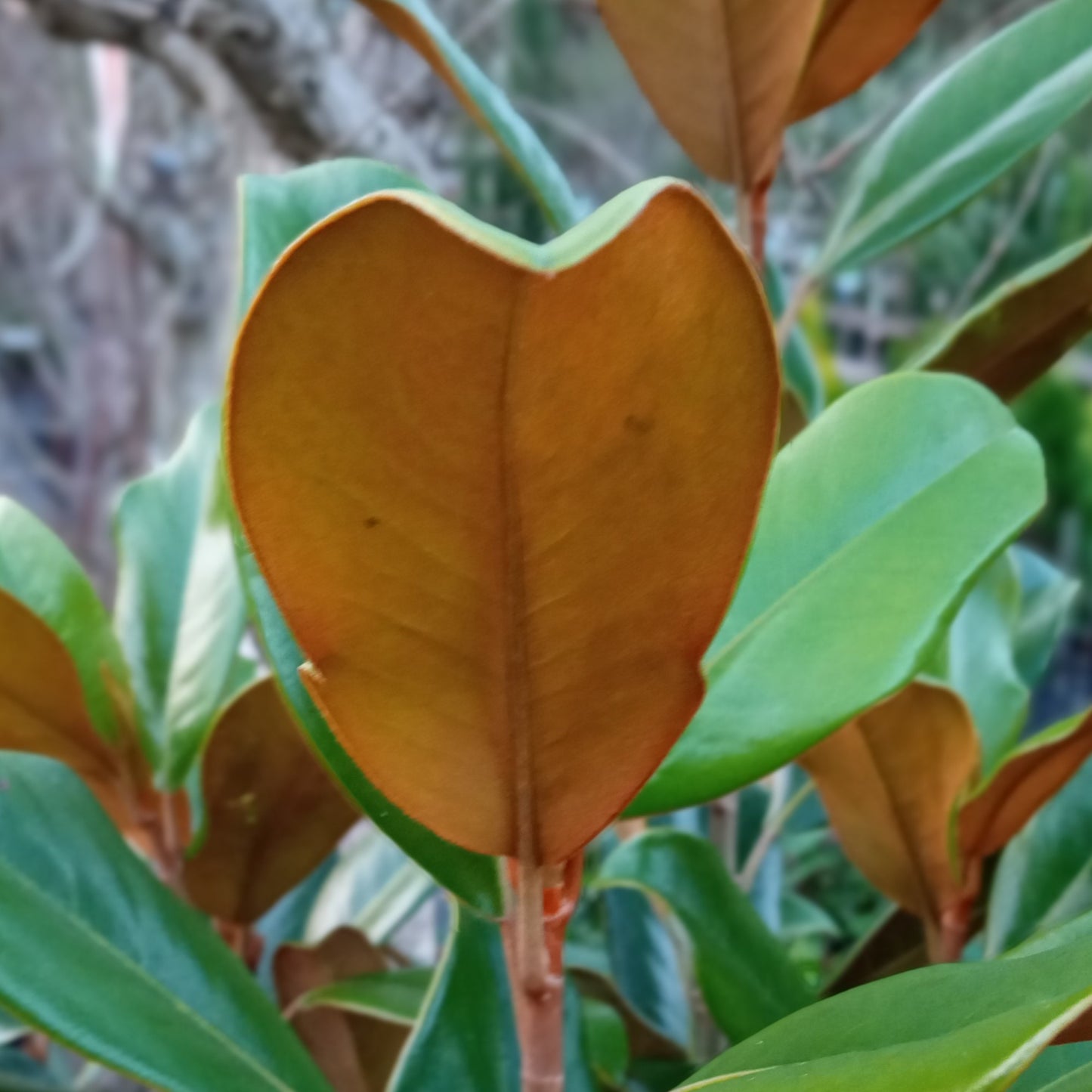 Magnolia Grandiflora