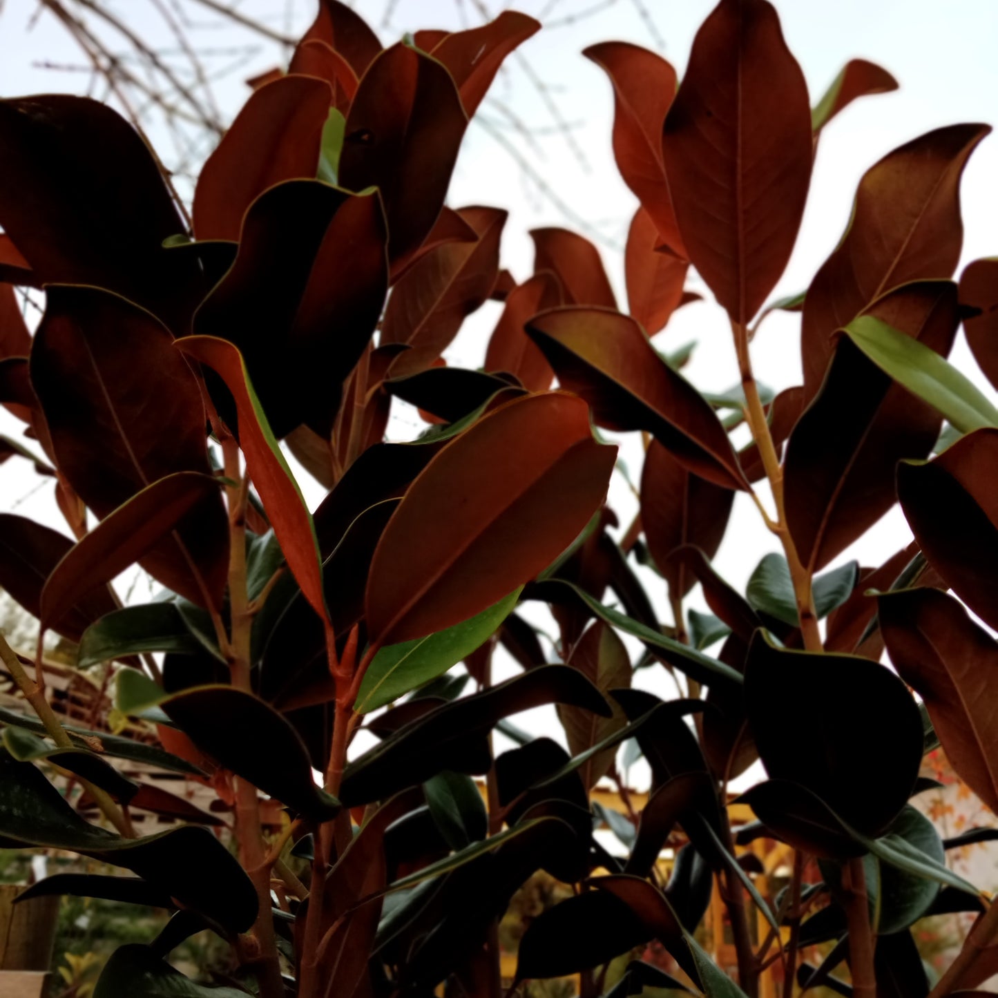 Magnolia Grandiflora