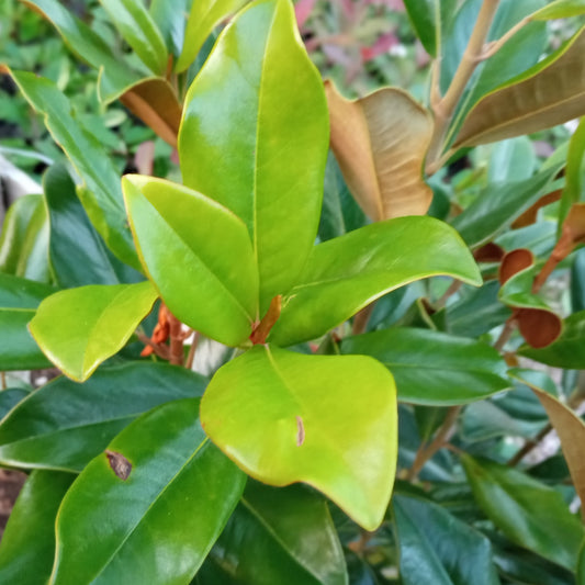 Magnolia Grandiflora