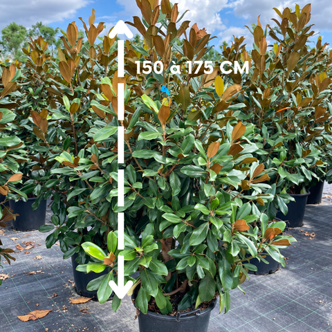 Magnolia Grandiflora