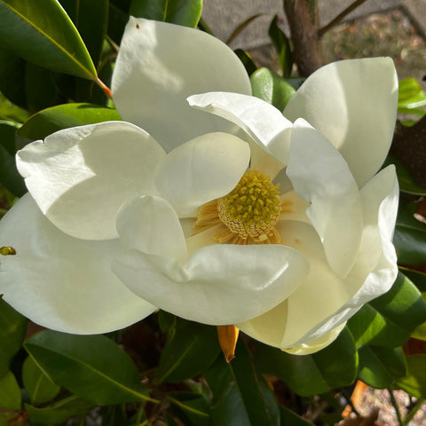 Magnolia Grandiflora