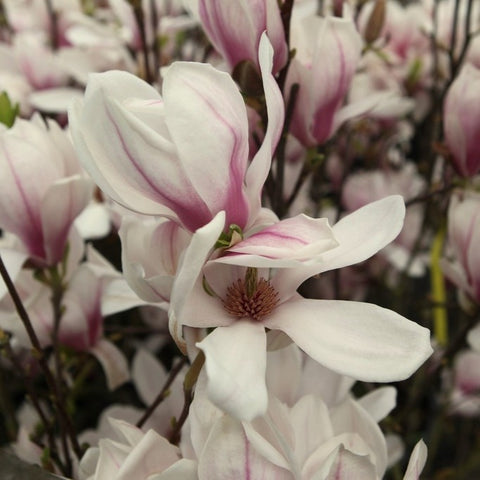 Magnolia Soulangeana