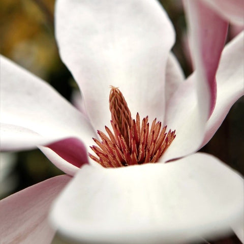 Magnolia Soulangeana