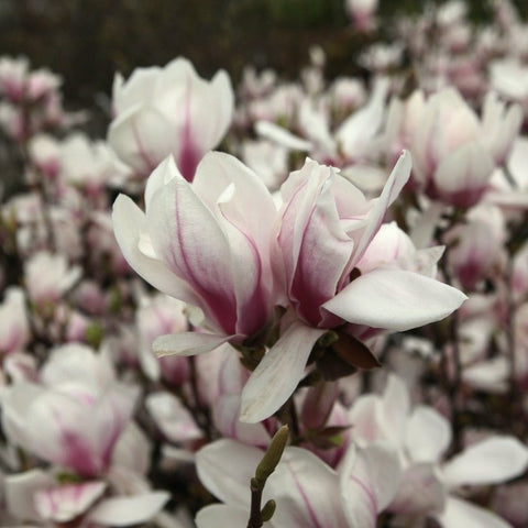 Magnolia Soulangeana