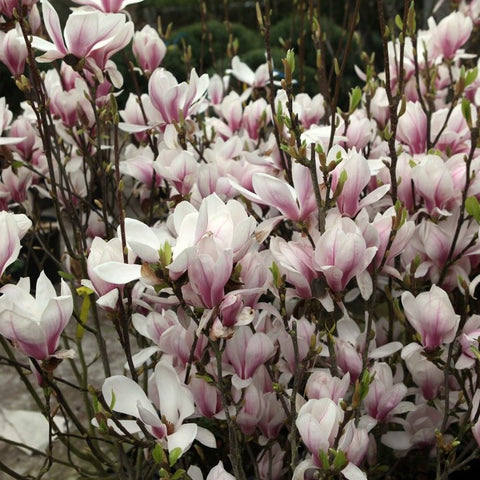 Magnolia Soulangeana