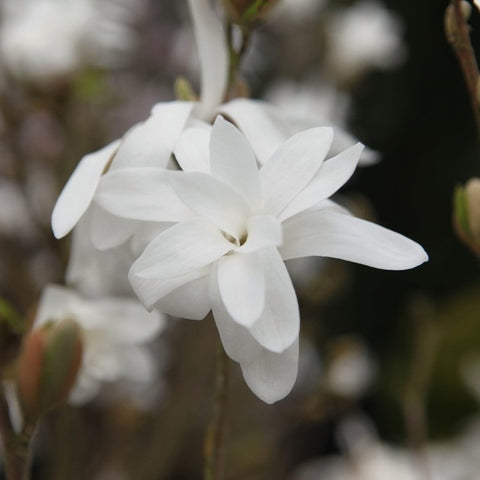 Magnolia Stellata