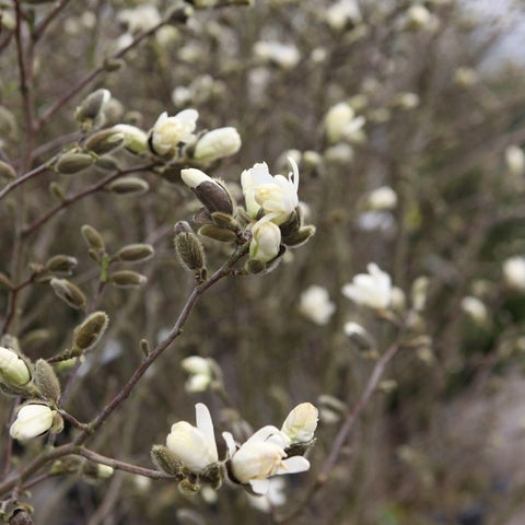 Magnolia Stellata