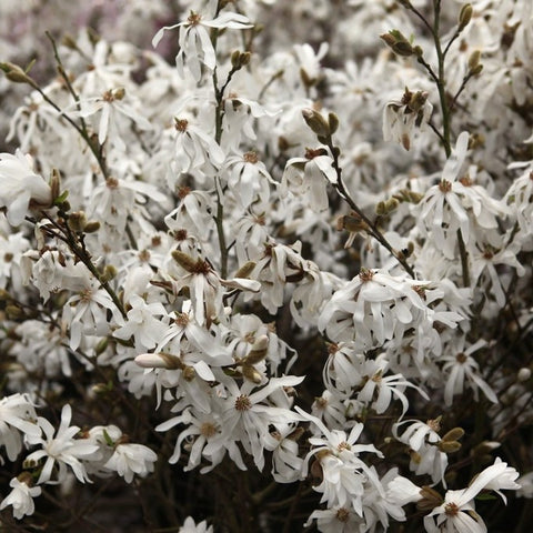 Magnolia Stellata