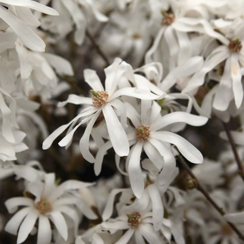 Magnolia Stellata