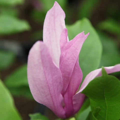 Magnolia Susan
