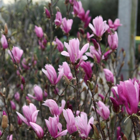 Magnolia Susan