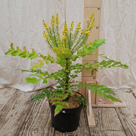Mahonia 'winter sun'