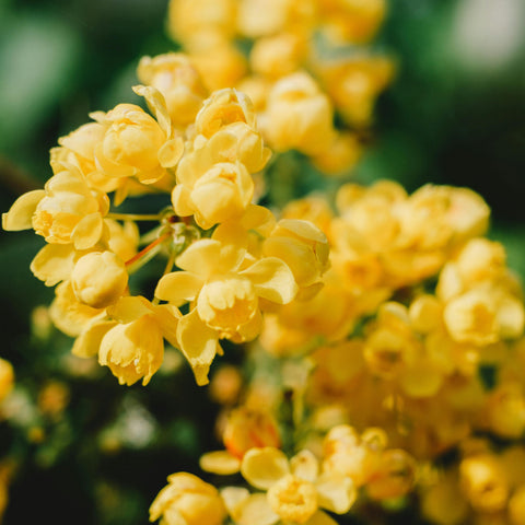 Mahonia aquifolium