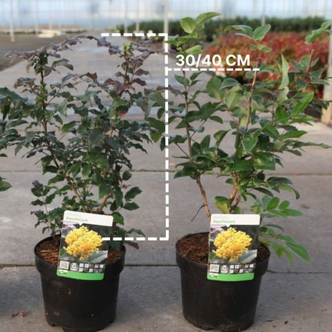 Mahonia aquifolium