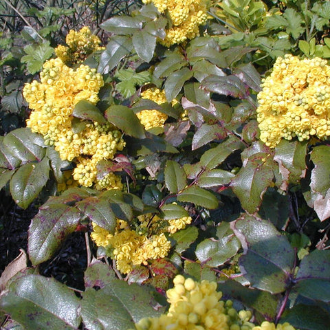 Mahonia aquifolium