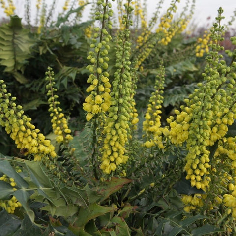 Mahonia 'winter sun'
