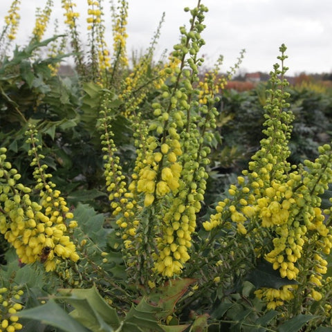Mahonia 'winter sun'
