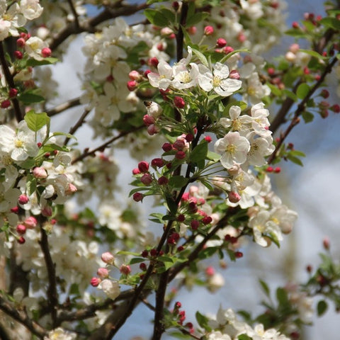 Pommier fleurs 'Evereste®'
